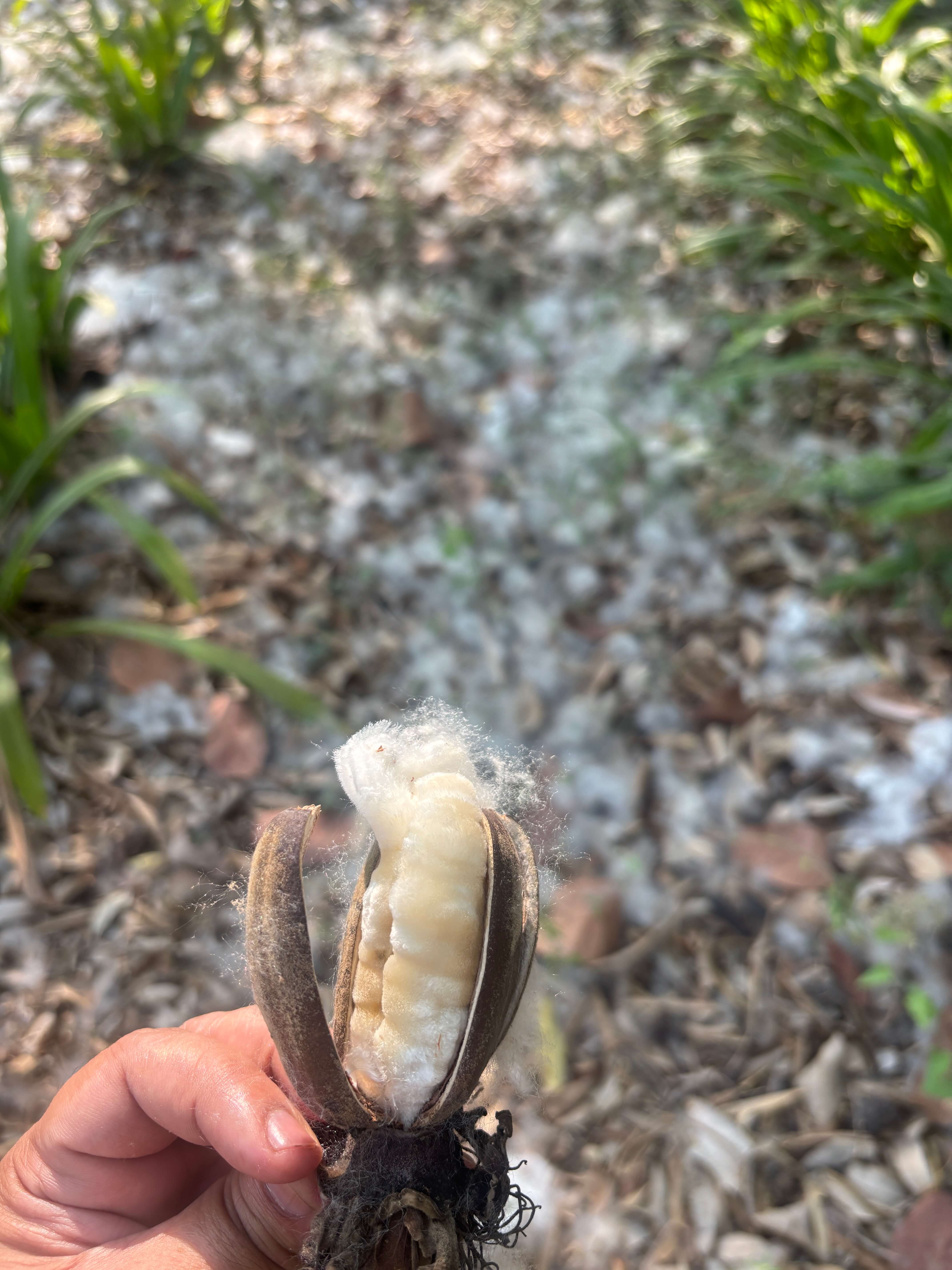 Cold-pressed coconut oil