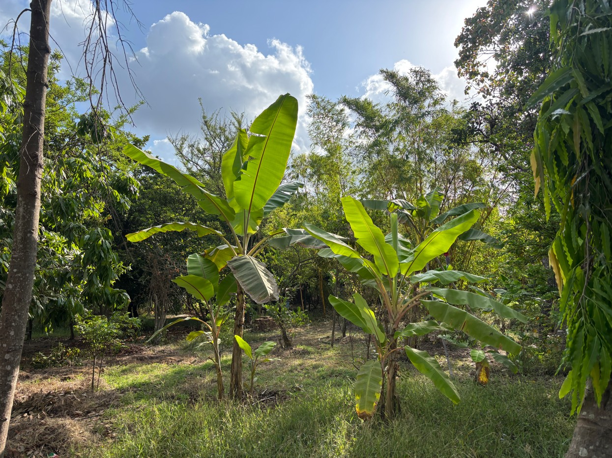 Raghav Van farm landscape