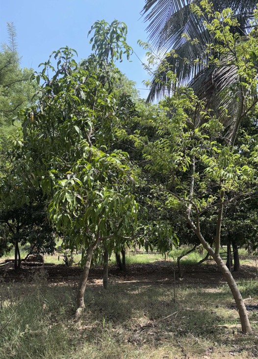 Farm landscape